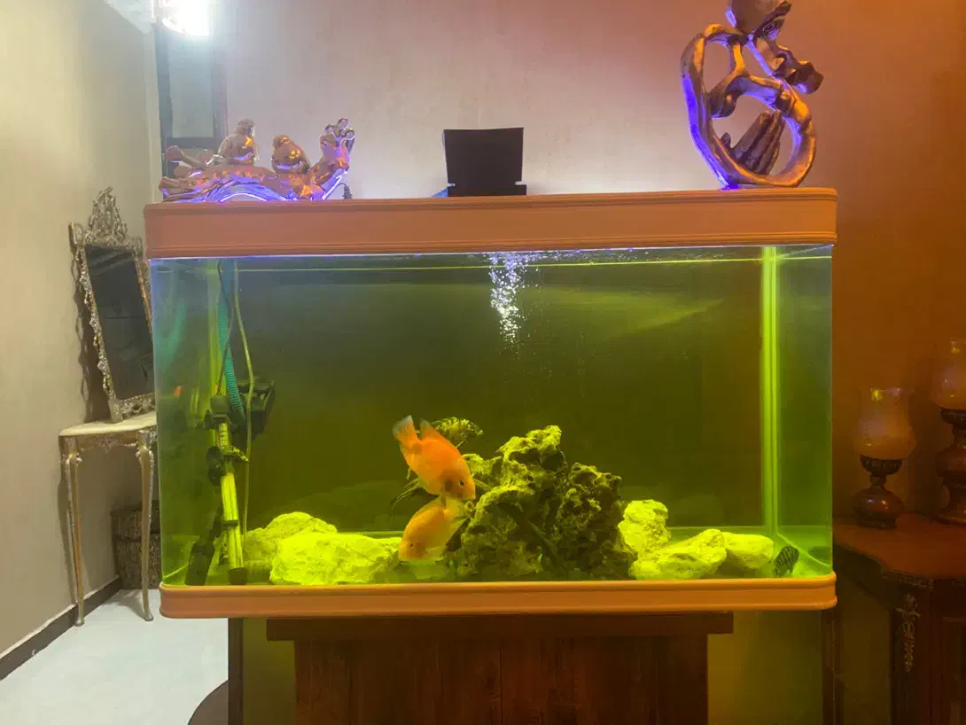 آکواریوم یک متری شیشه خم شرکتی|ماهی|خرمآباد, |دیوار