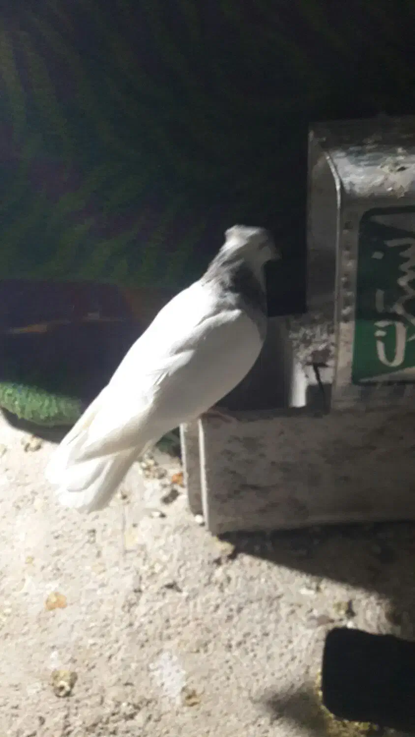 چند عدد کبوتر طوقی|پرنده|یاسوج, |دیوار