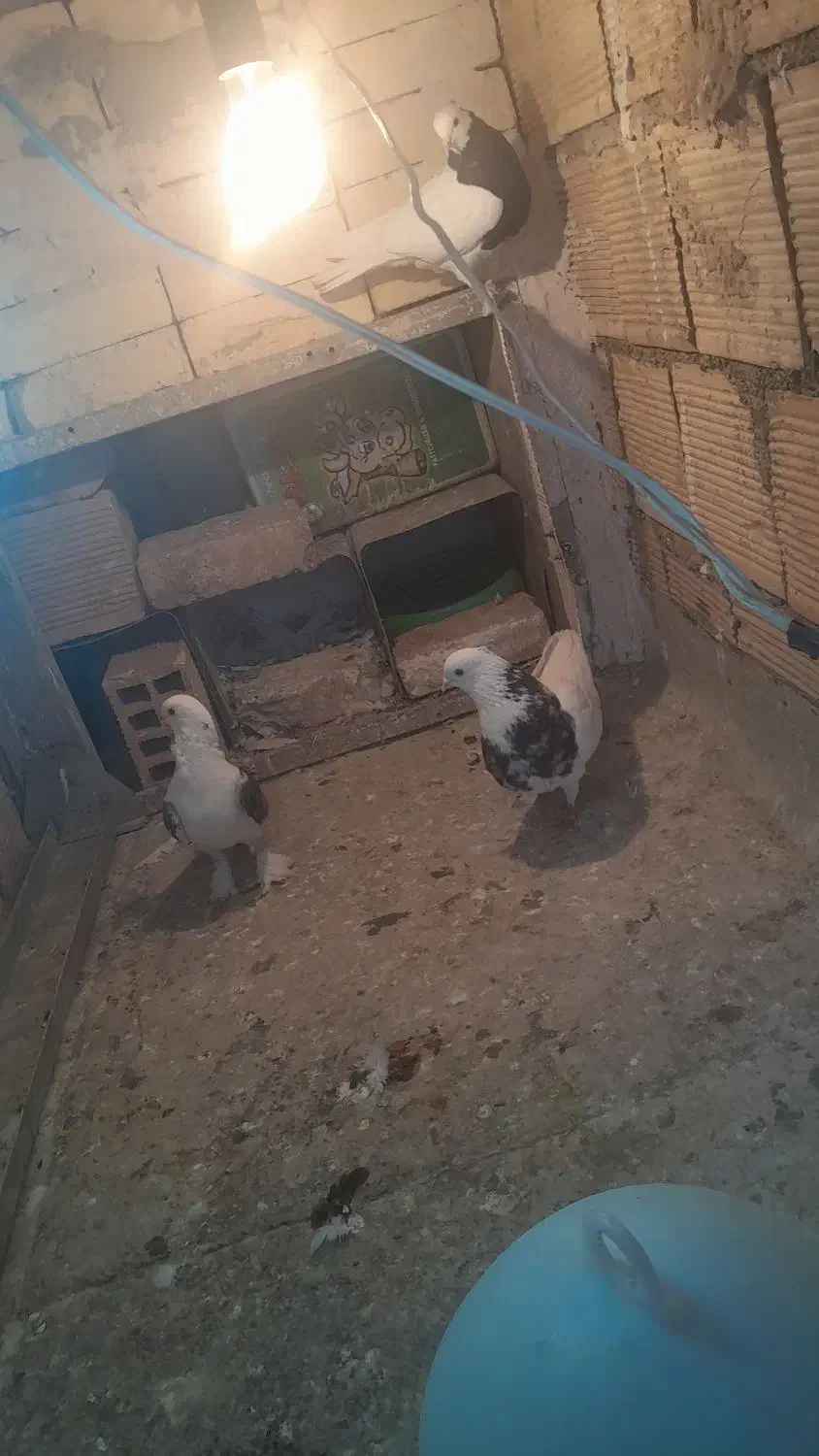 کبوتر رنگی|پرنده|مبارکه, |دیوار