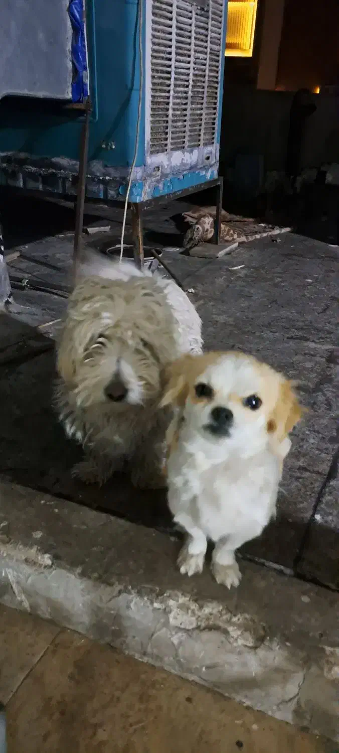 ۲عدد سگ معاوضه|سگ|اصفهان, بهارستان|دیوار