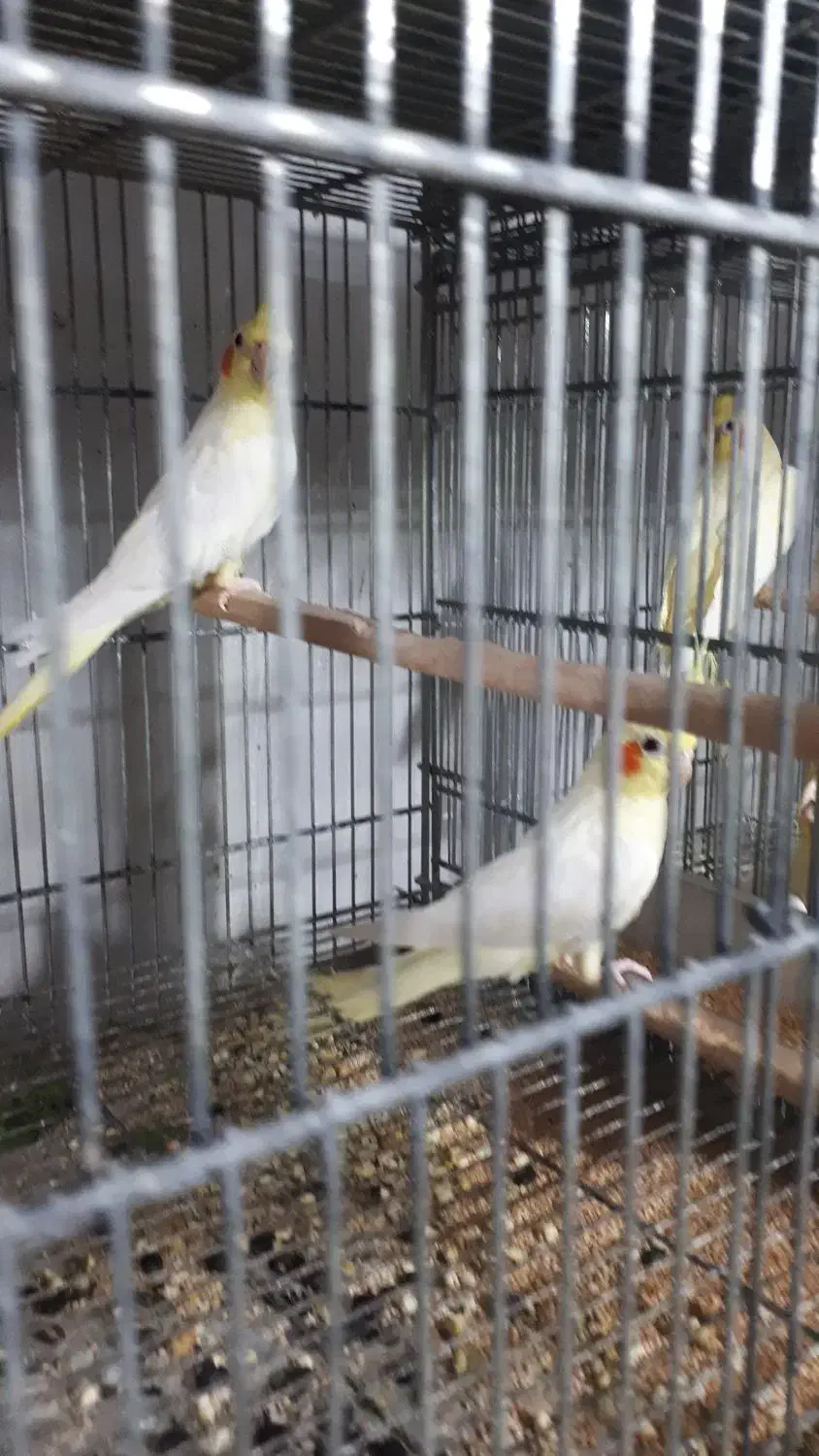 ۸جفت عروس لوتینو با تخم و۷ تاجوجه|پرنده|علیآباد کتول, |دیوار