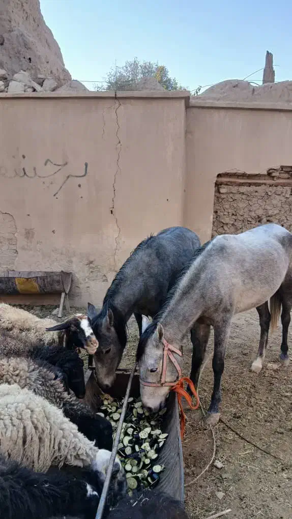 اسب (مادیون)با کره *مادیون|اسب و تجهیزات اسب‌سواری|پیشوا, |دیوار