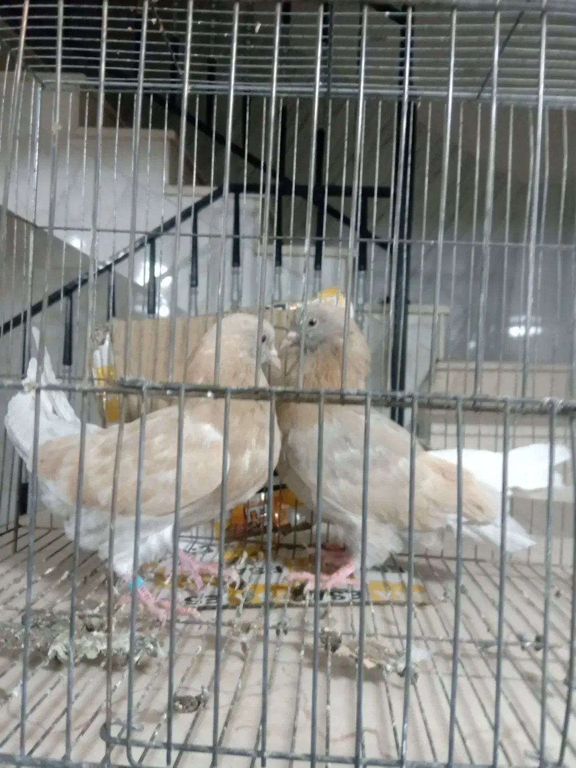 کبوترمفلق|پرنده|بروجن, |دیوار