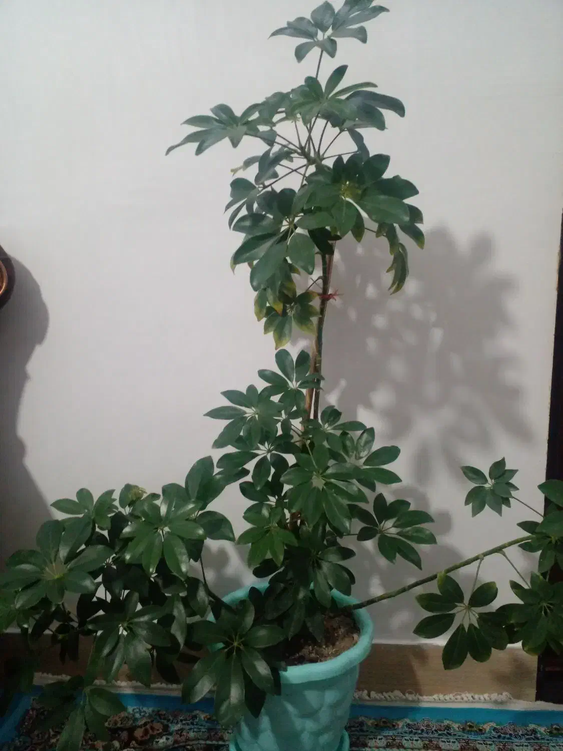 گل طبیعی|گل و گیاه طبیعی|صومای برادوست, |دیوار