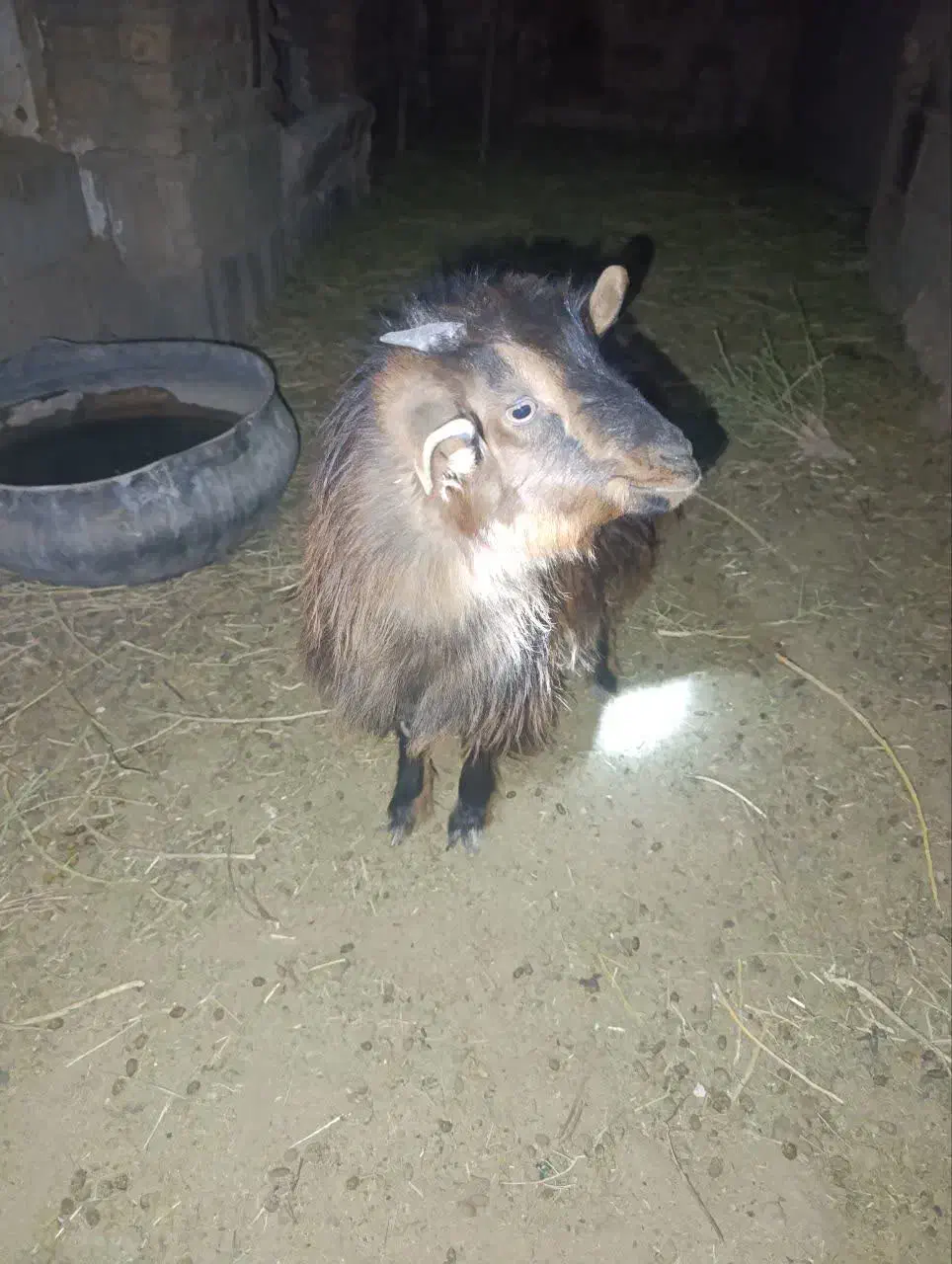 یک عدد بزغاله ماده قیمت عالی سالم محلی|حیوانات مزرعه|آیسک, |دیوار