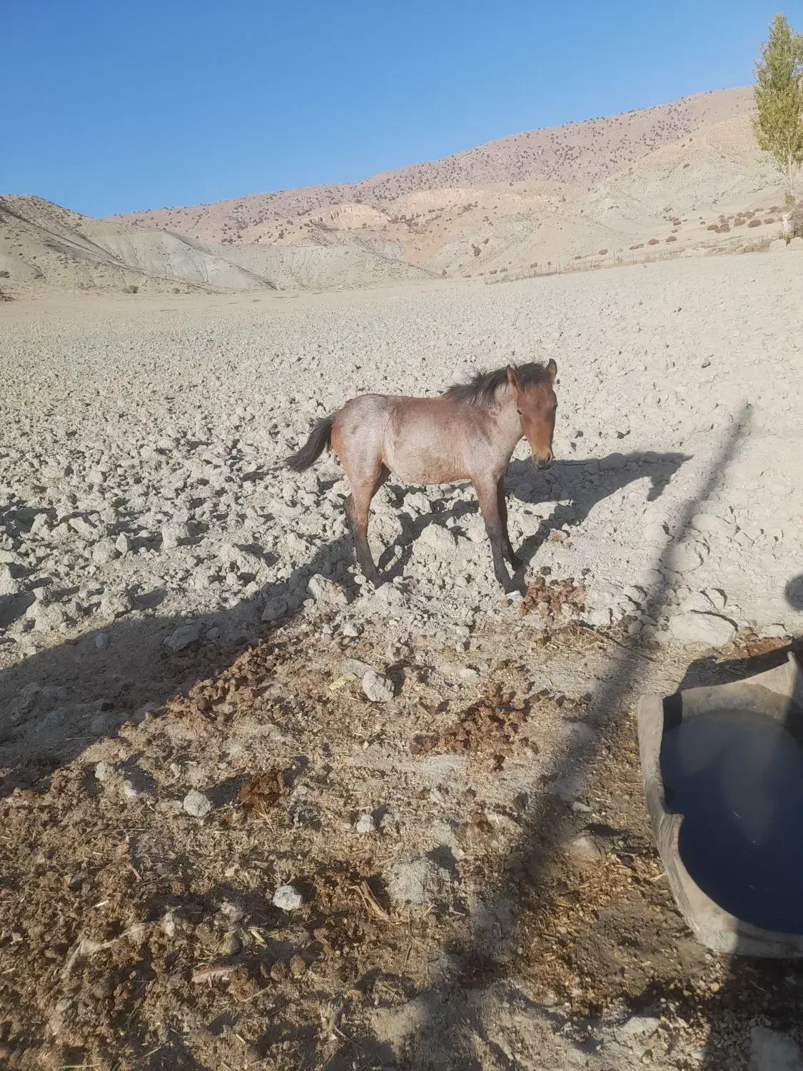 فروشی|اسب و تجهیزات اسب‌سواری|شیروان (خراسان), |دیوار