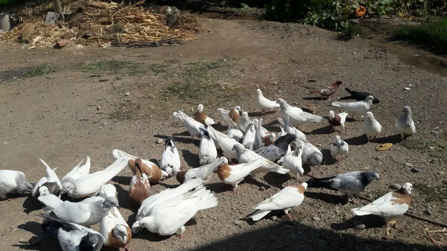 کبوتر|پرنده|گوگان, |دیوار