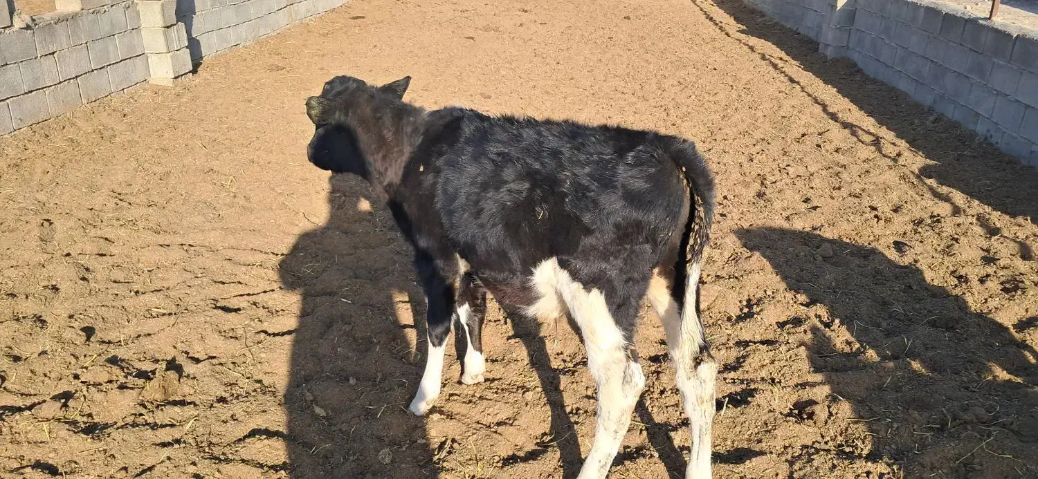 ۷عدد گوساله  ماده از شیر گرفته|حیوانات مزرعه|شاهرود, |دیوار