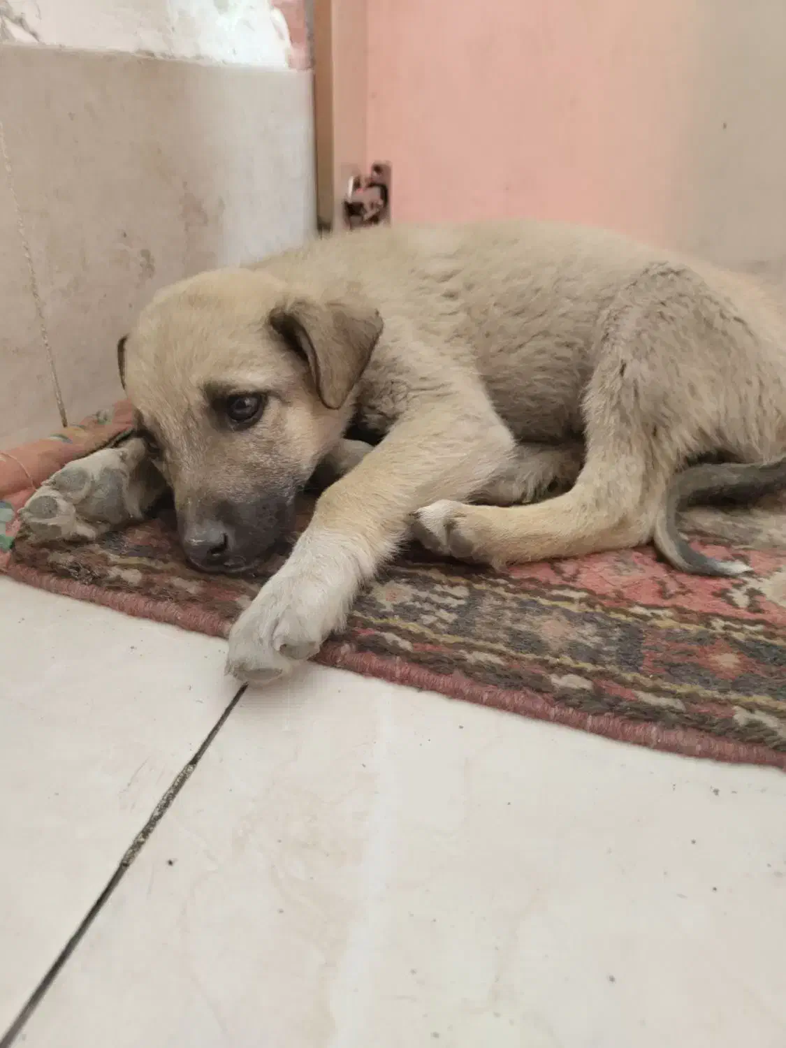 سگ نژاد محلی ماده|سگ|اهر, |دیوار