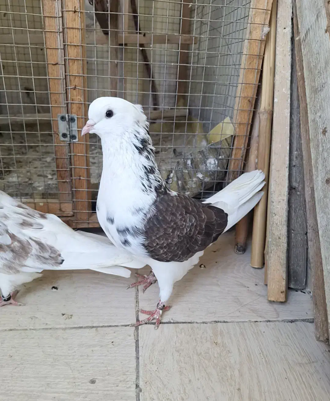 کبوتر جفت خاص|پرنده|رشت, کوی مهر|دیوار