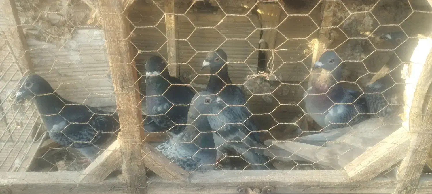 کفتر بوم|پرنده|مشهد, نوید|دیوار