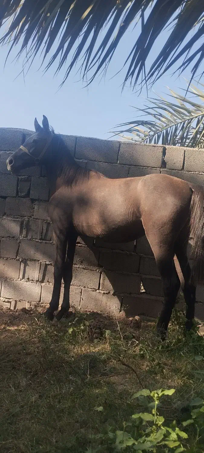 فروش اسب|اسب و تجهیزات اسب‌سواری|نرماشیر, |دیوار