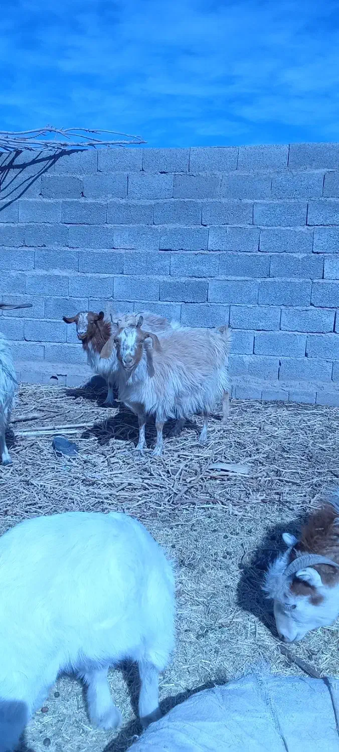 چند عدد بز  فروشی|حیوانات مزرعه|یزدان شهر, |دیوار