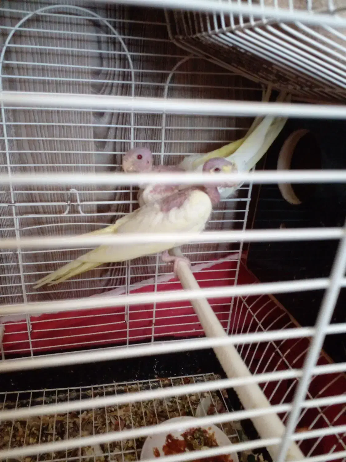 عروس هلندی|پرنده|قم, مجیدیه|دیوار