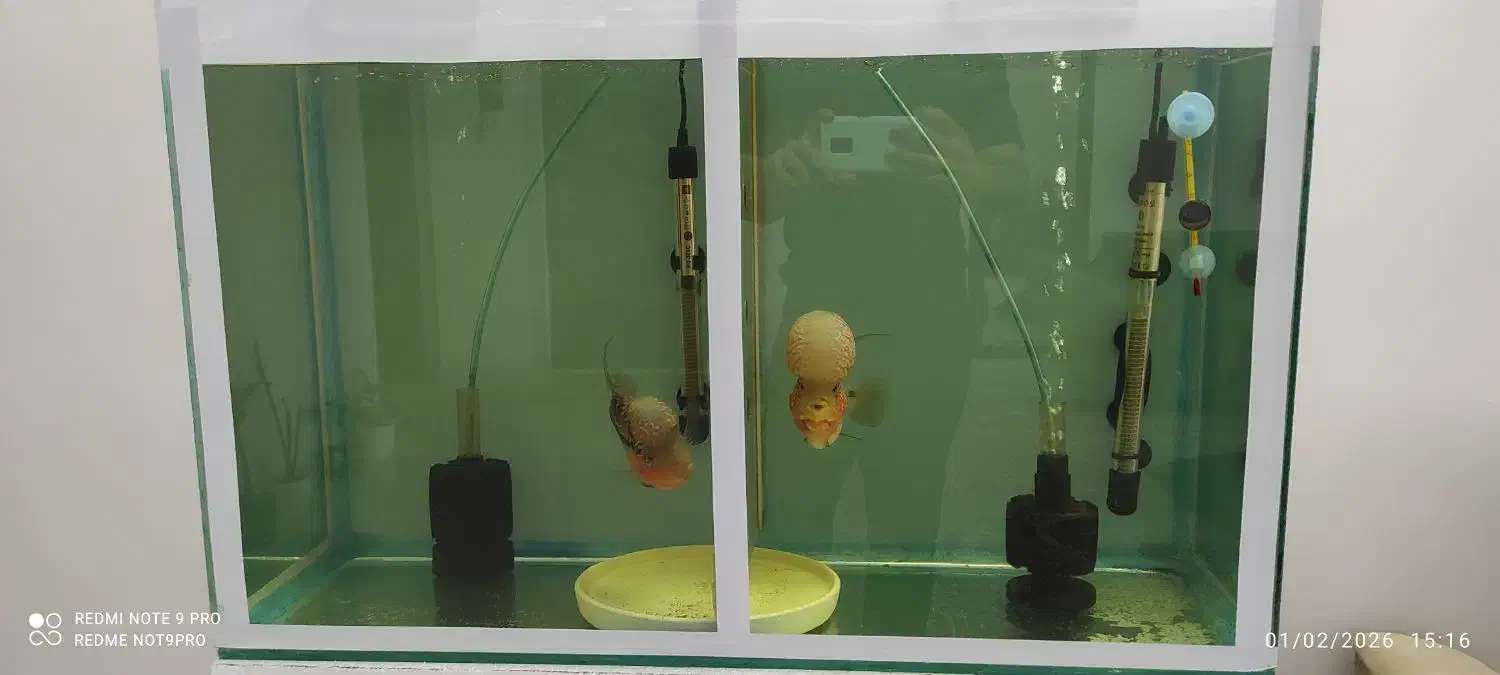 ماهی فلاور|ماهی|بجنورد, |دیوار