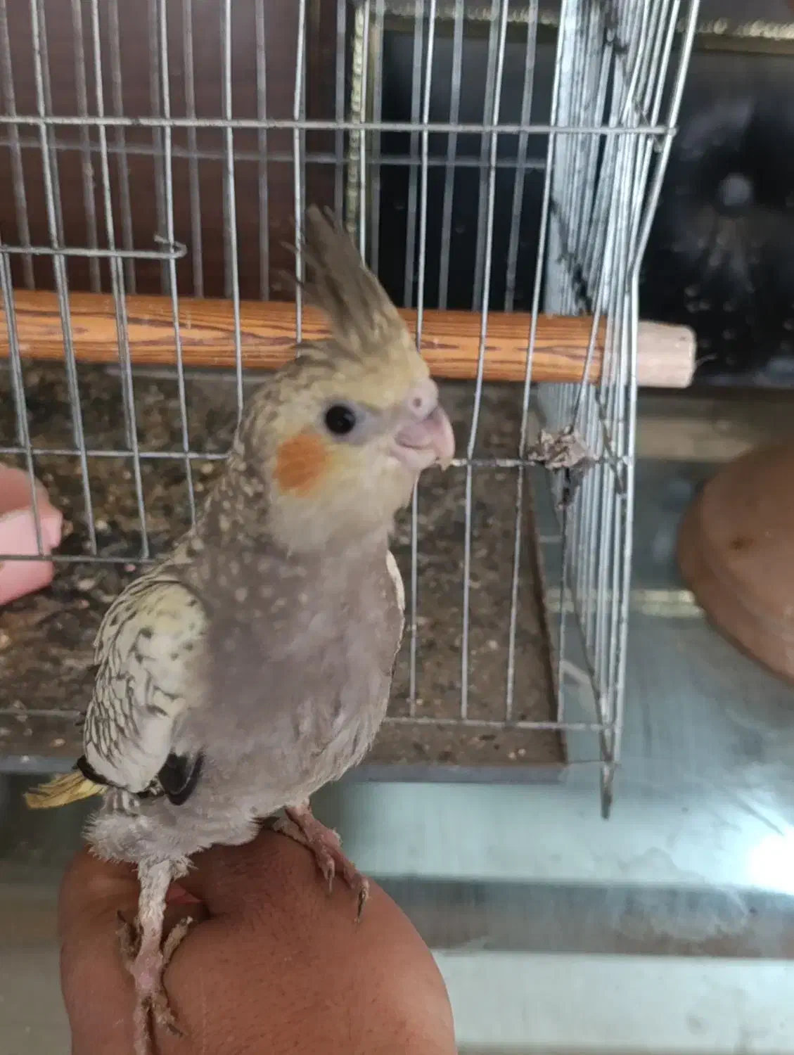 فروش عروس هلندی دستی|پرنده|مشهد, بهمن|دیوار