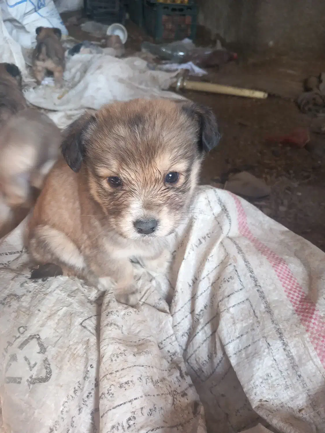 پاکوتاه|سگ|قوچان, |دیوار