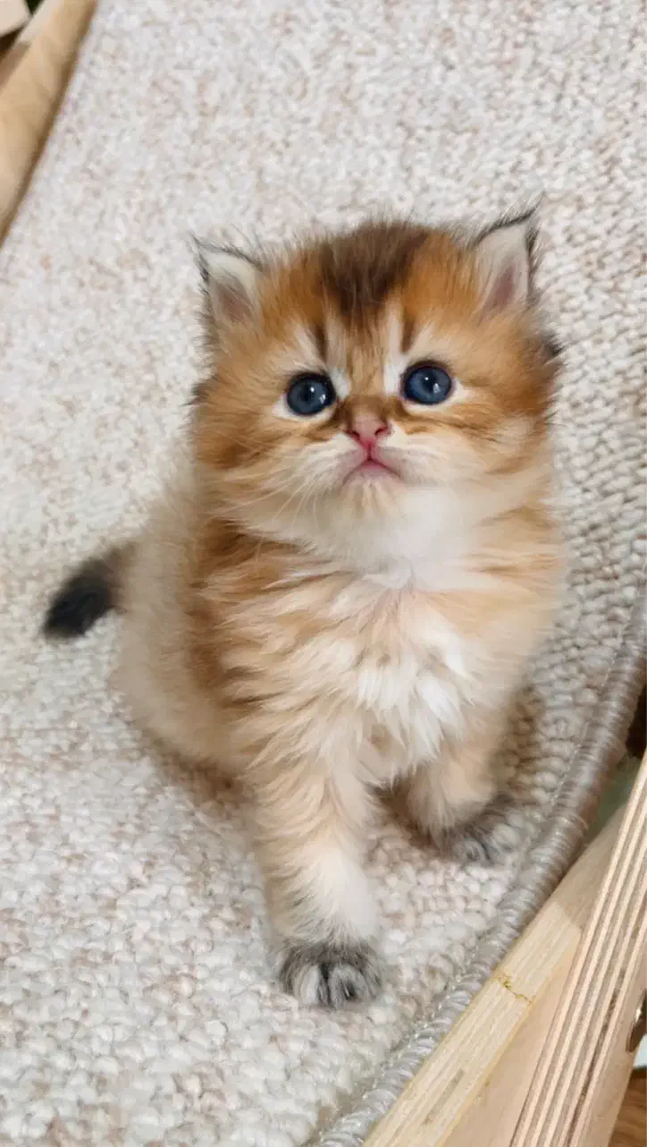 بریتیش لانگهیر|گربه|لاهیجان, شیشه گران|دیوار