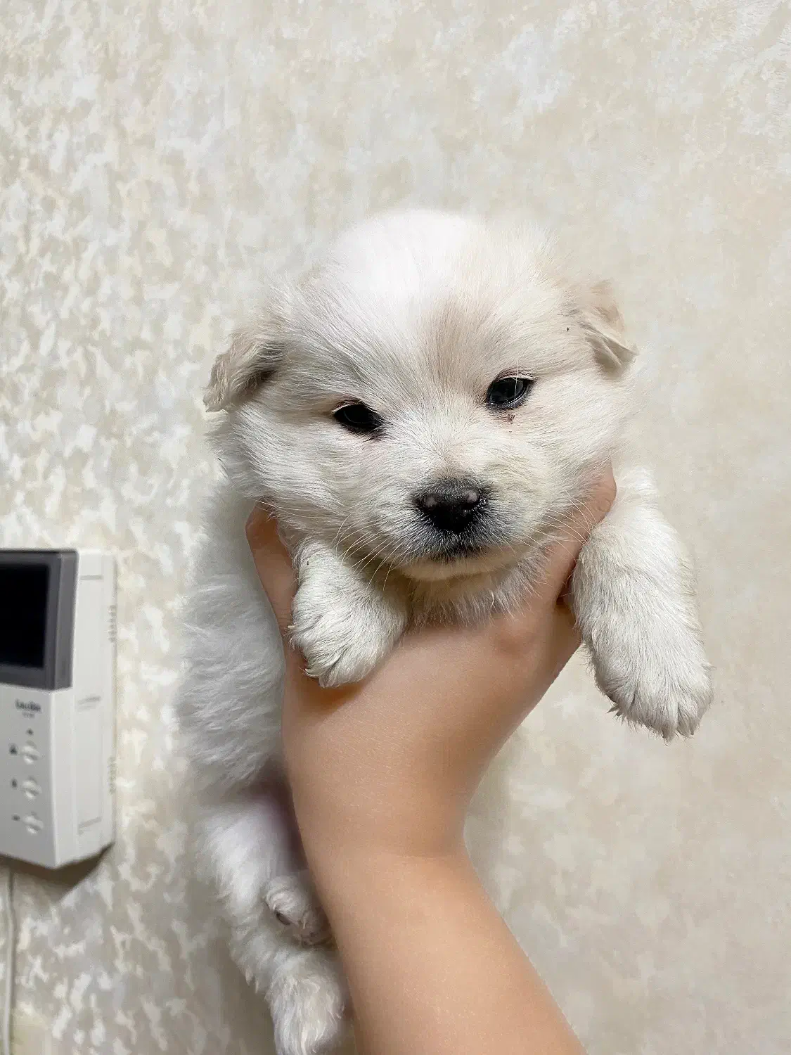 واگذاری سگ ماده پامر اشپیتز|سگ|یزد, |دیوار