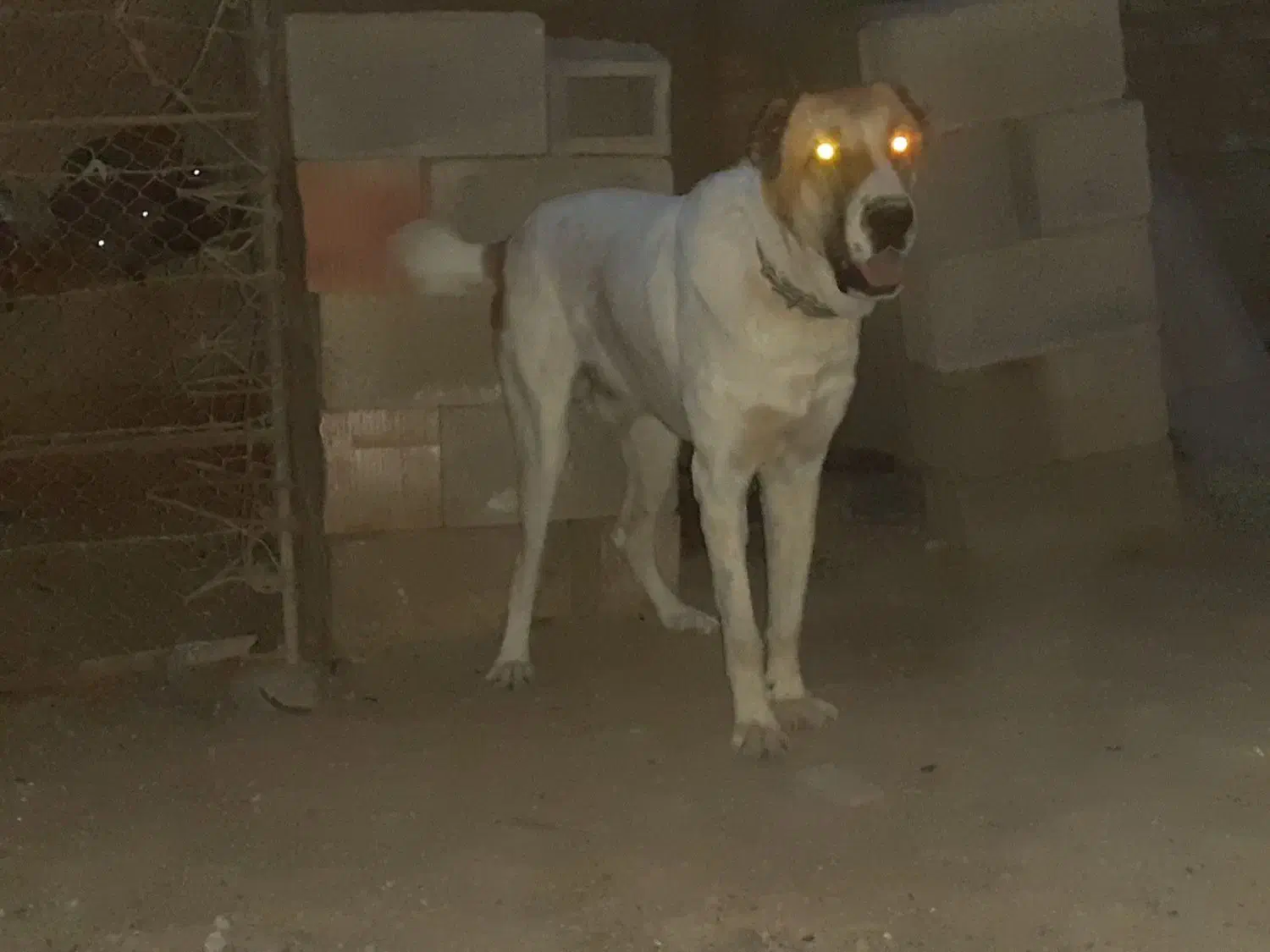 سک تر‌کمن|سگ|انبارآلوم, |دیوار