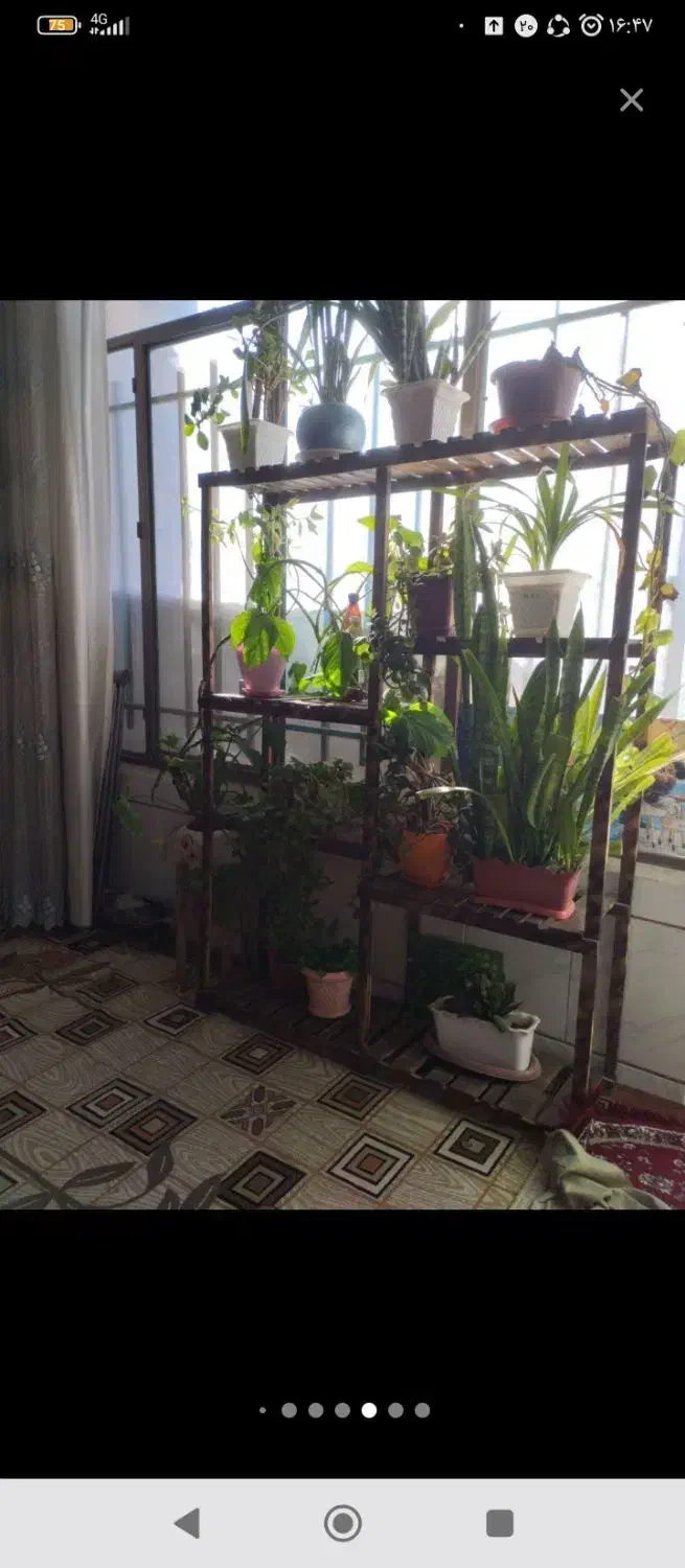 استندگل بزرگ و زیبا ، چوب ترمو ضدموریانه و سوسک.|گل و گیاه طبیعی|نجفآباد, صالح آباد|دیوار