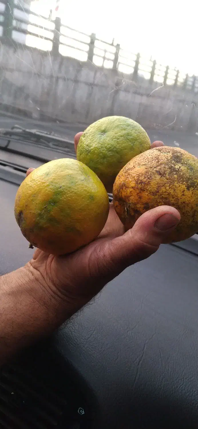 پرتقال ونارنج کیلویی ۱۵ تومن|خوردنی و آشامیدنی|رشت, منظریه|دیوار