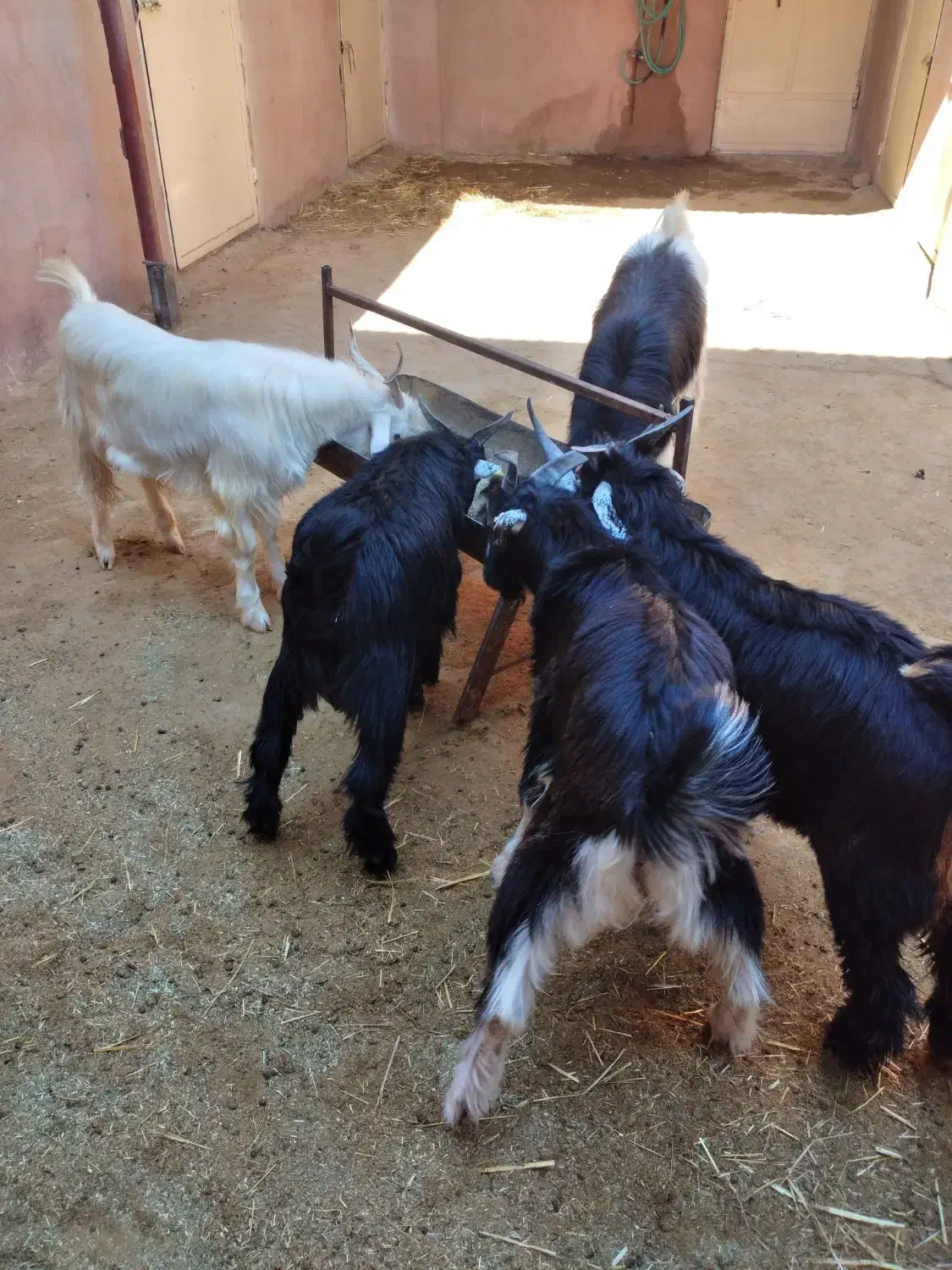 کهره نر در سروستان|حیوانات مزرعه|سروستان, |دیوار