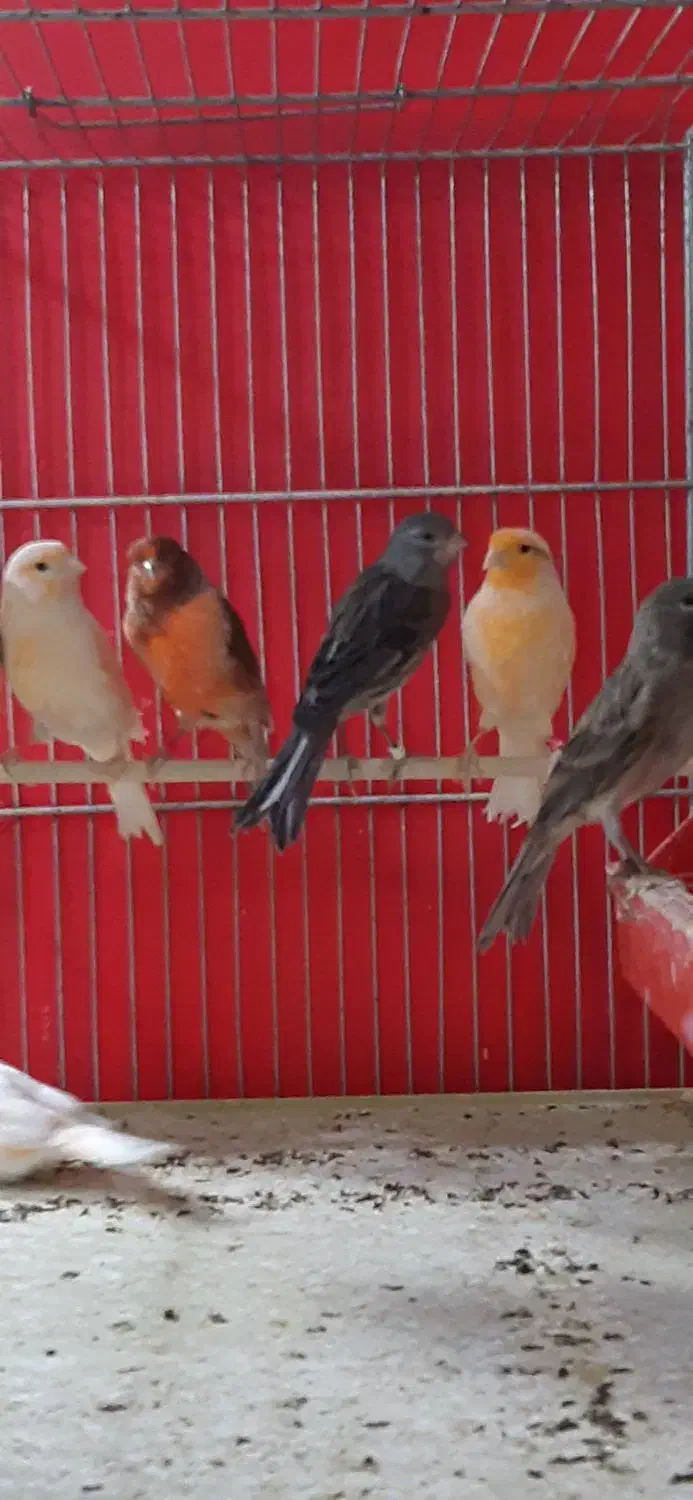 قناری جوان|پرنده|فولادشهر, زاینده رود|دیوار