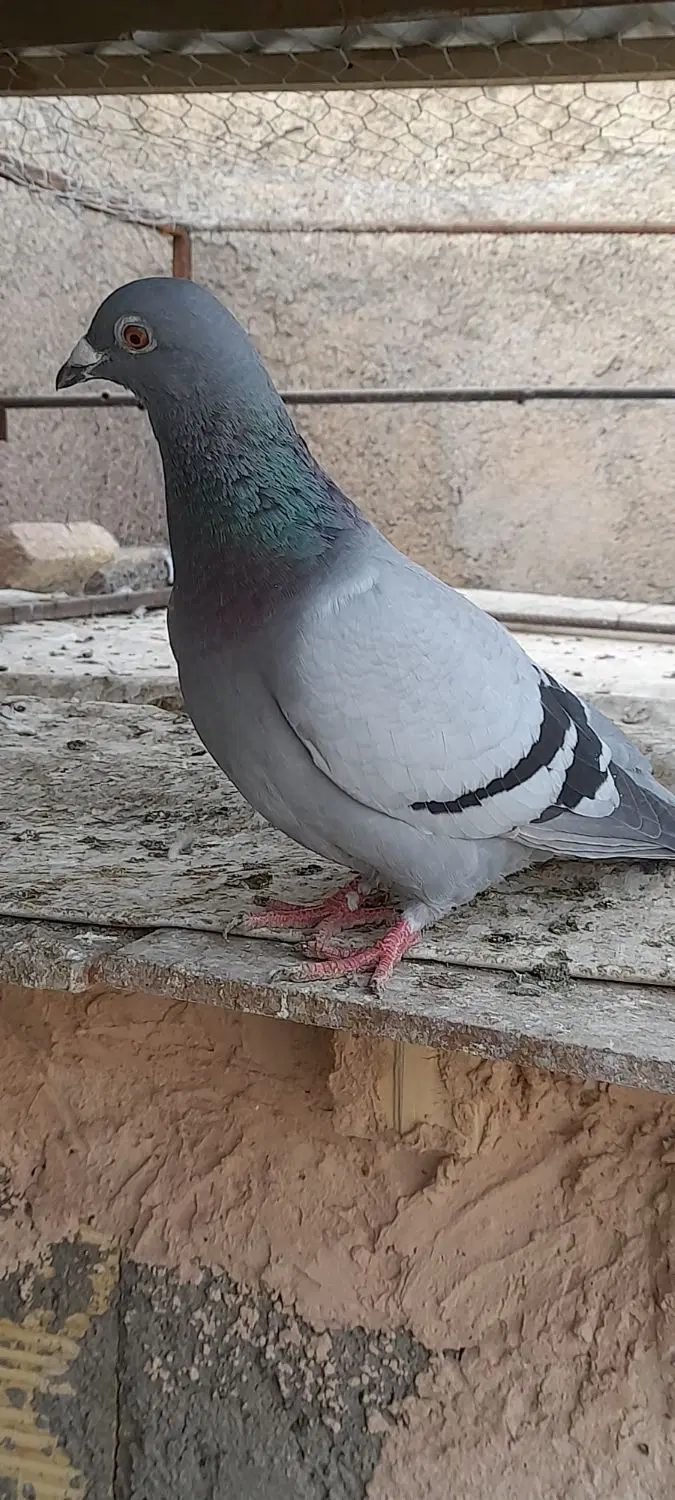 کفتر|پرنده|سبزوار, صالح آباد|دیوار