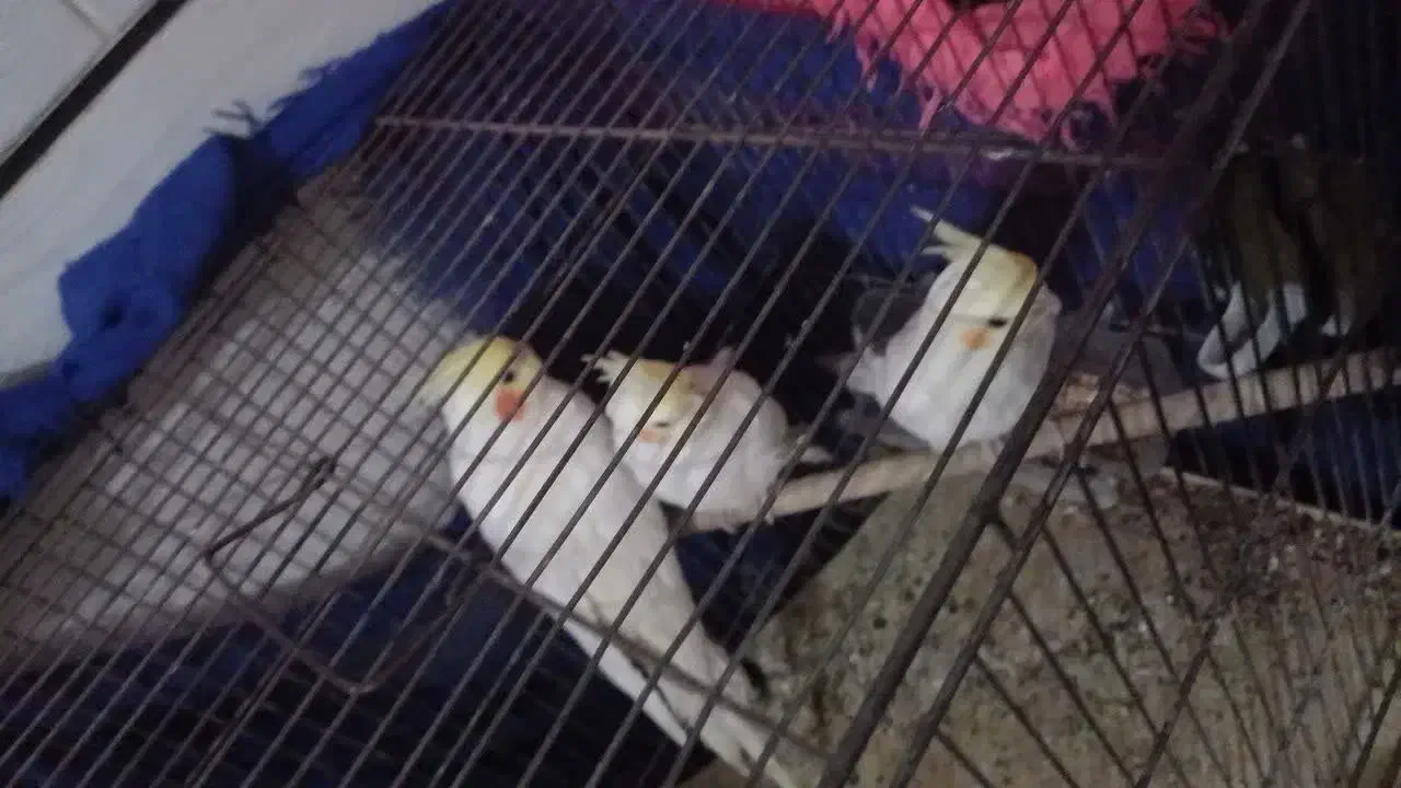 عروس هلندی و کوتوله|پرنده|نجفآباد, قلعه سفید|دیوار