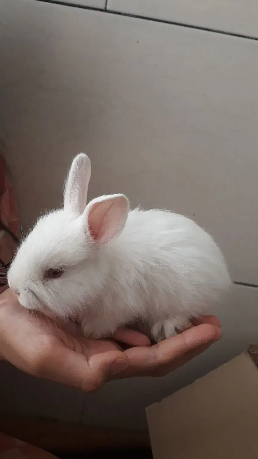 خرگوش تزیینی|موش و خرگوش|قروه, |دیوار