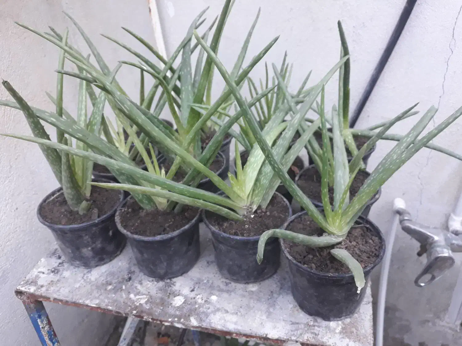 گل آلورا|گل و گیاه طبیعی|گرگان, |دیوار