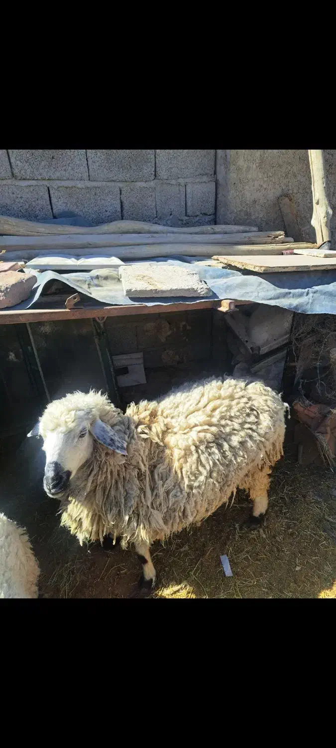 گوسفنده ماده|حیوانات مزرعه|میرجاوه, |دیوار