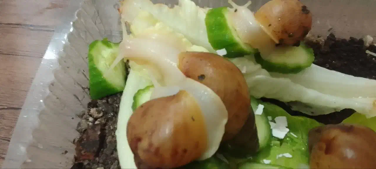 حلزون|خزنده|اهواز, کوی مهدیس|دیوار