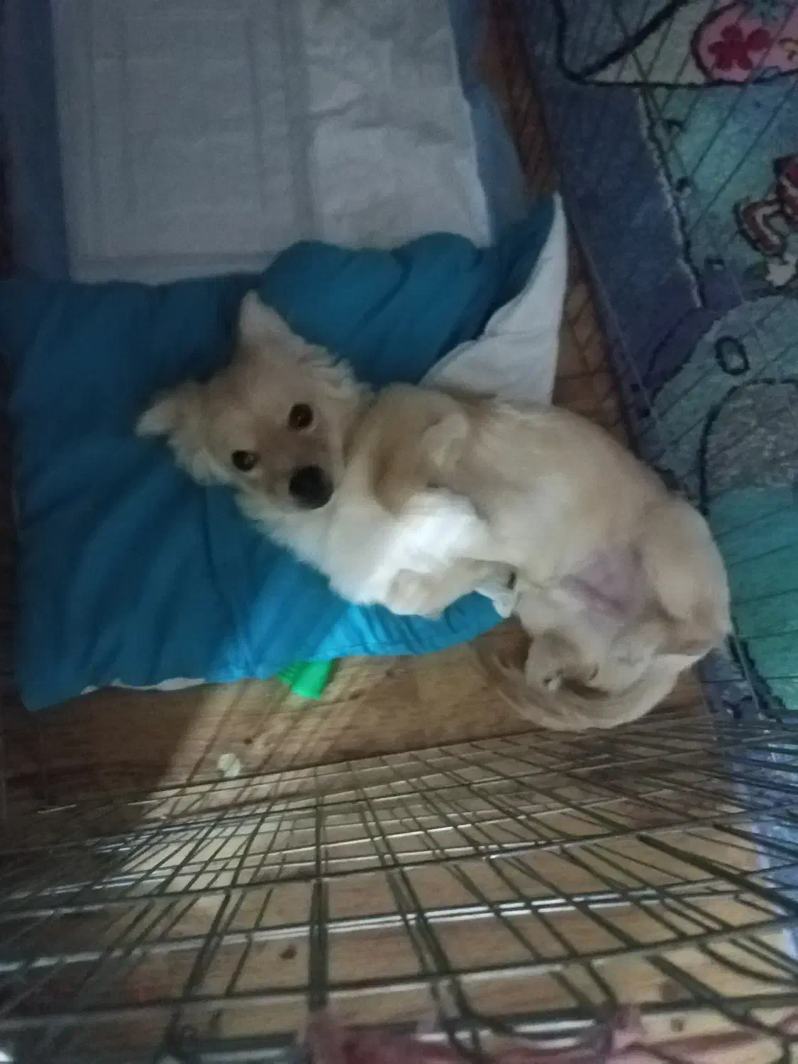 سگ اشپیدز گلدن|سگ|قدس, شهرقدس|دیوار