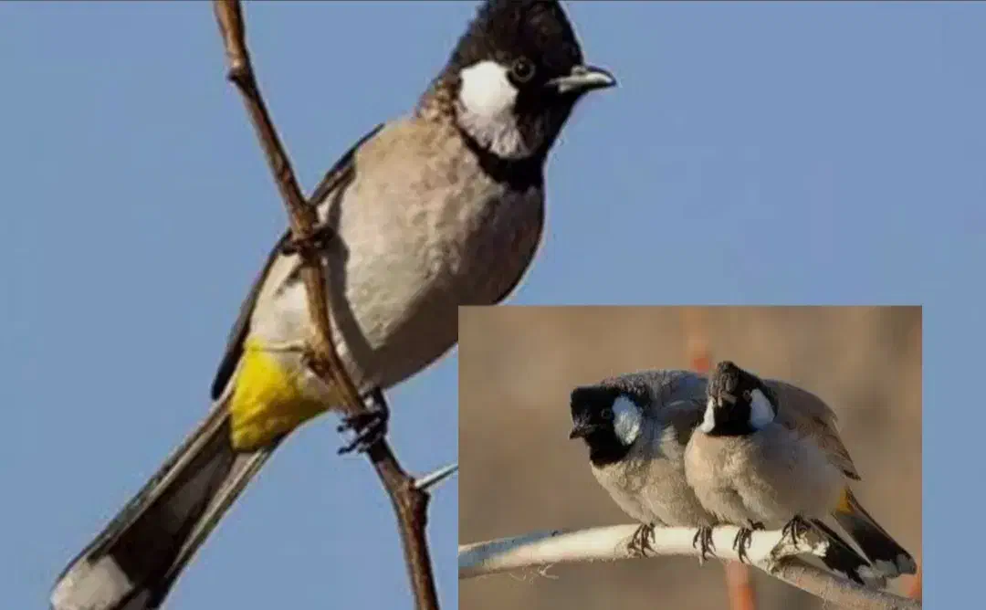 پرنده دستی|پرنده|دره شهر, |دیوار