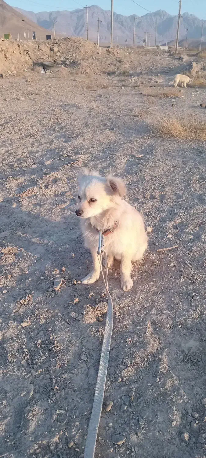 پامر روباهی (اصل)|سگ|تهران, دهقان|دیوار