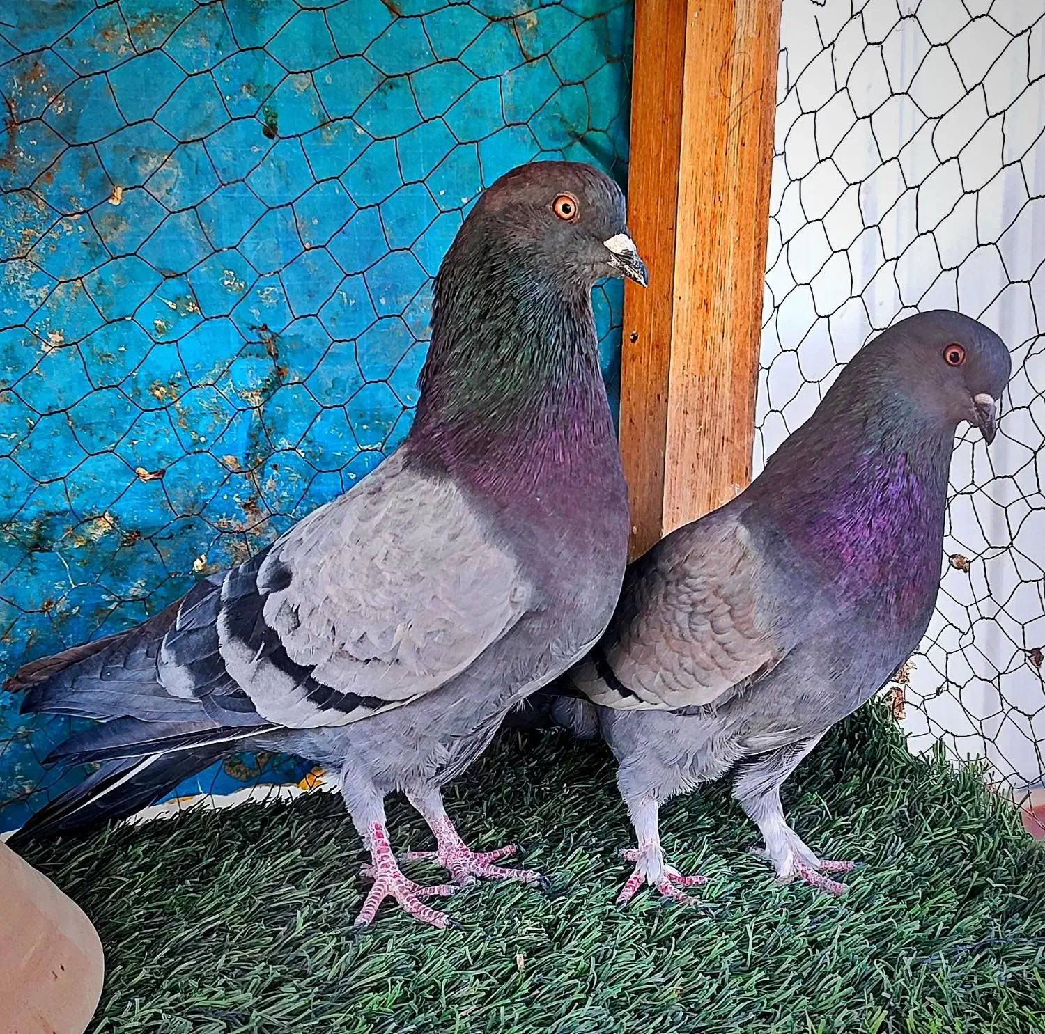 کبوتر پرشی|پرنده|کاشان, یزد‌آباد|دیوار