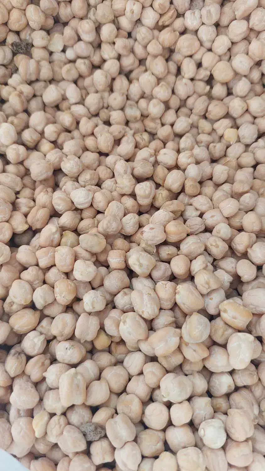 نخود عمده|عمده‌فروشی|کرمانشاه, |دیوار