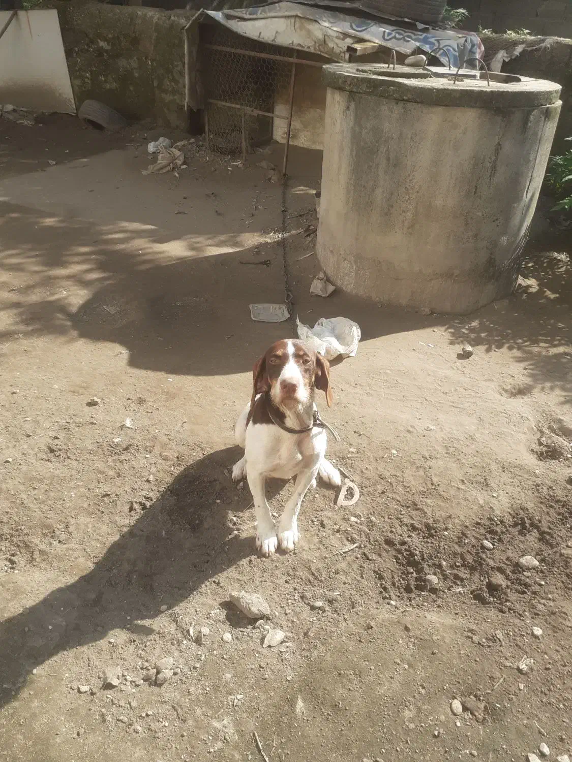 توله شکاری|سگ|چالوس, |دیوار