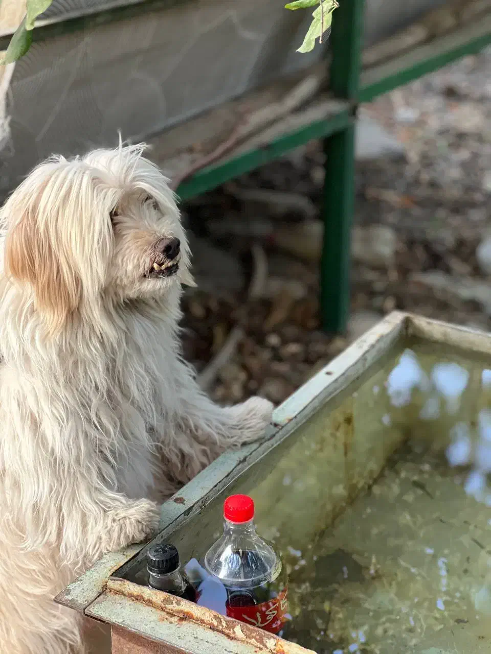 سگ شیتزو|سگ|بیرجند, |دیوار