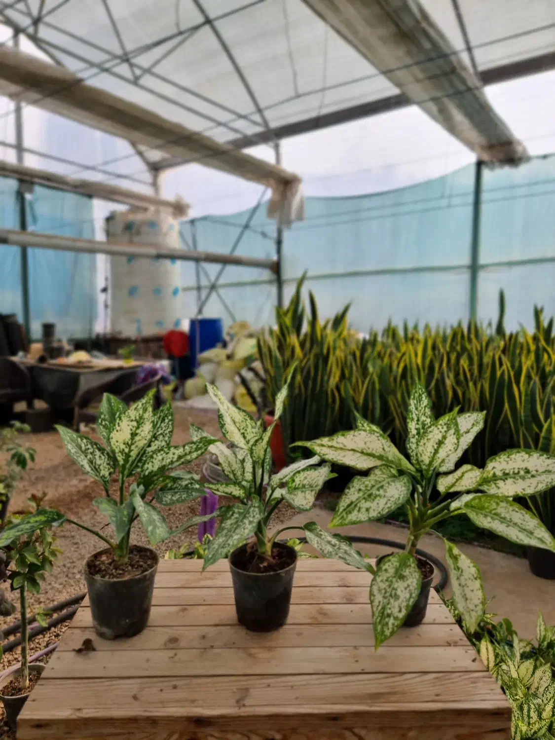 اگلونما برفی|گل و گیاه طبیعی|کلاردشت, |دیوار