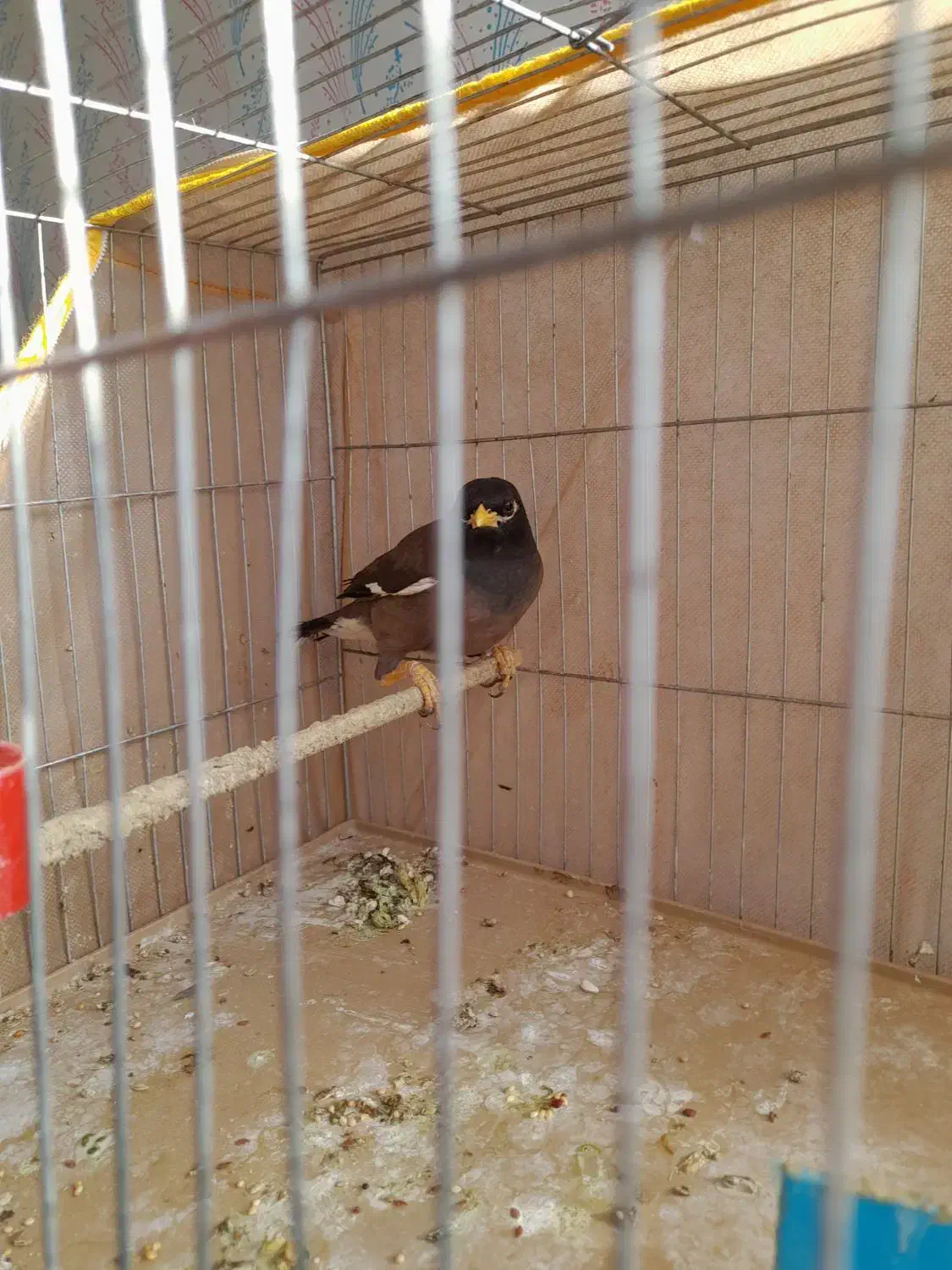 مرغ مینا|پرنده|کرمان, |دیوار