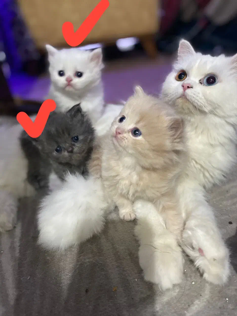 گربه|گربه|بجنورد, |دیوار