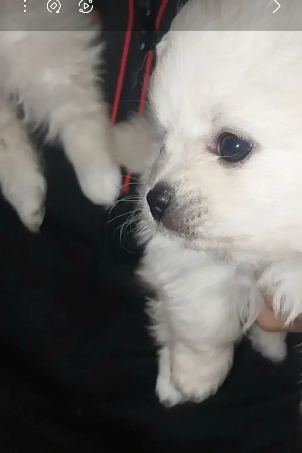 توله پامرین سایز صفر یک جفت خرسی اصیل|سگ|تهران, ابوذر|دیوار