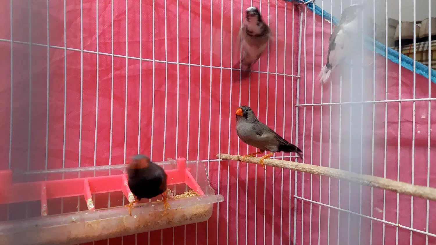 فنچ ایمو شارکول|پرنده|گنبد کاووس, |دیوار