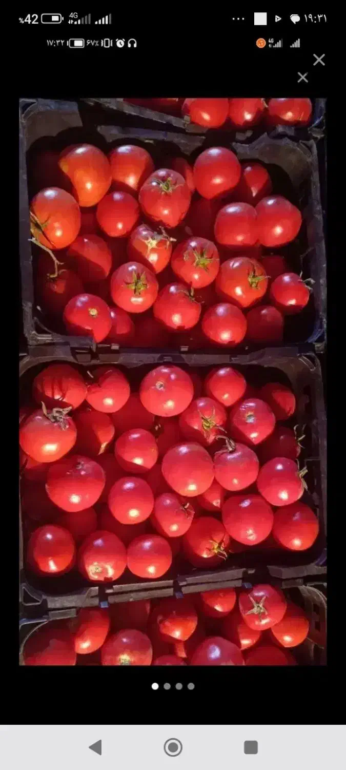 گوجه ربی|خوردنی و آشامیدنی|جوانرود, |دیوار