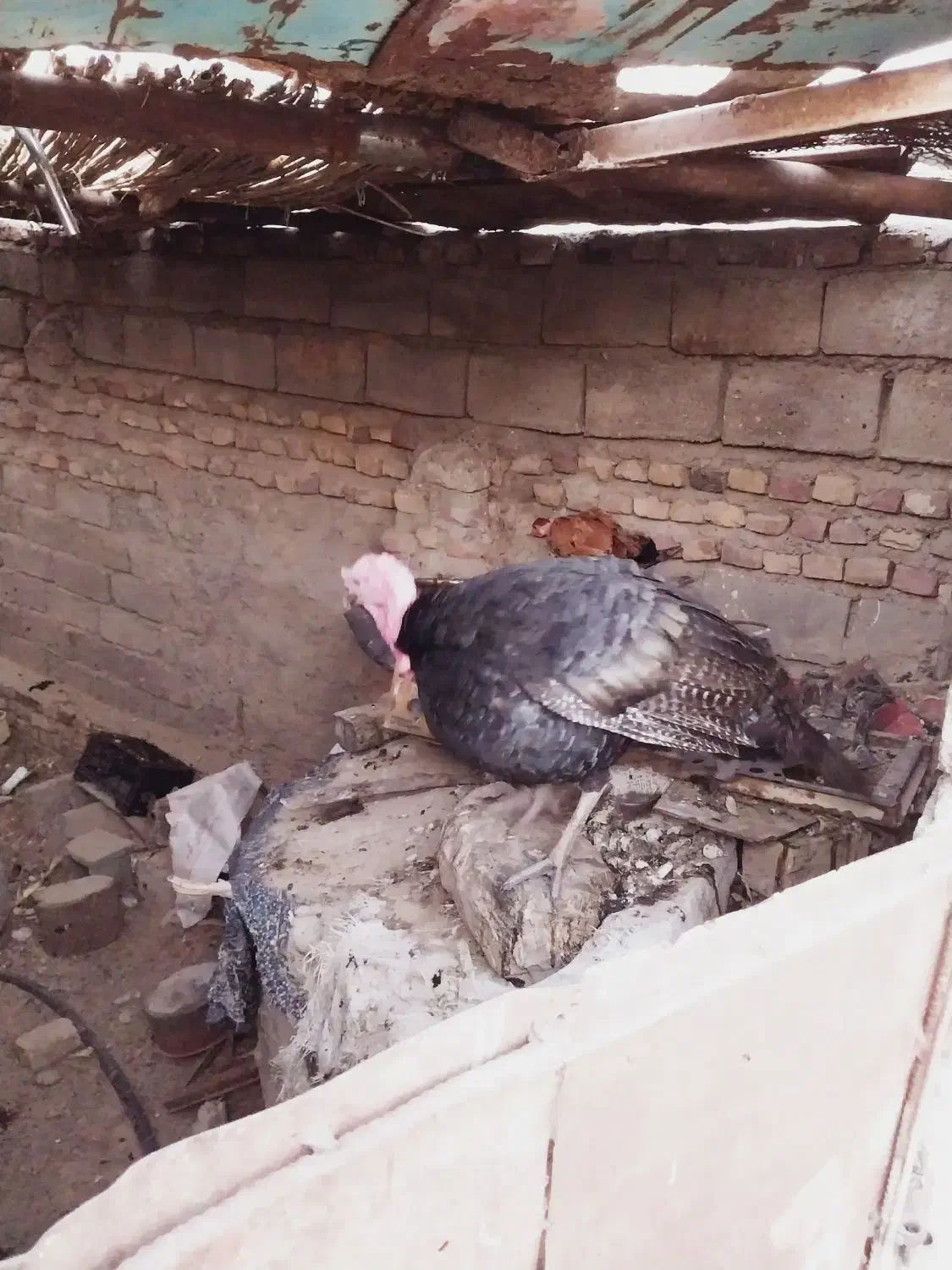 دوعدد بت نر و یک ماده|حیوانات مزرعه|تیمور آباد, |دیوار