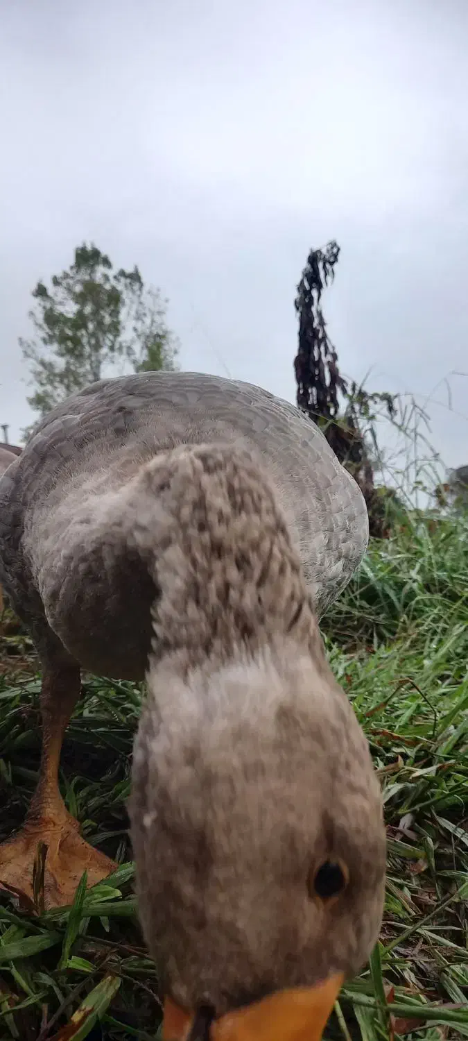 غاز محلی۶کیلویی|حیوانات مزرعه|قائم‌شهر, |دیوار