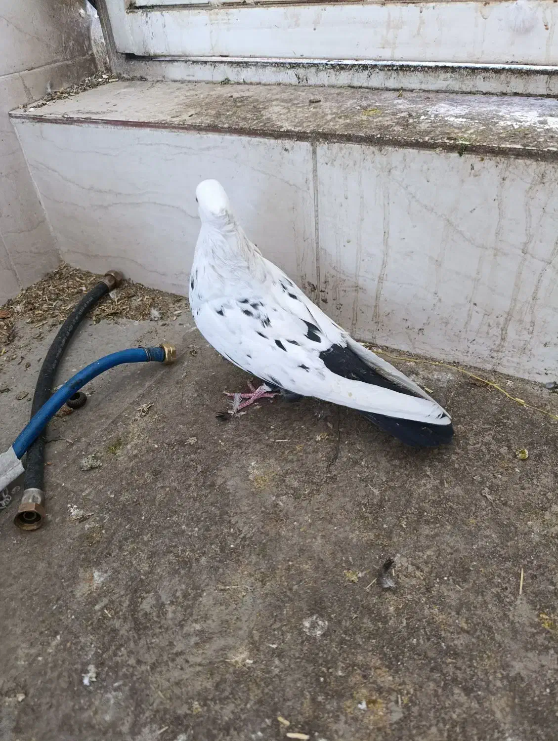 سه عددکبوترماده|پرنده|شیراز, کوشک میدان|دیوار